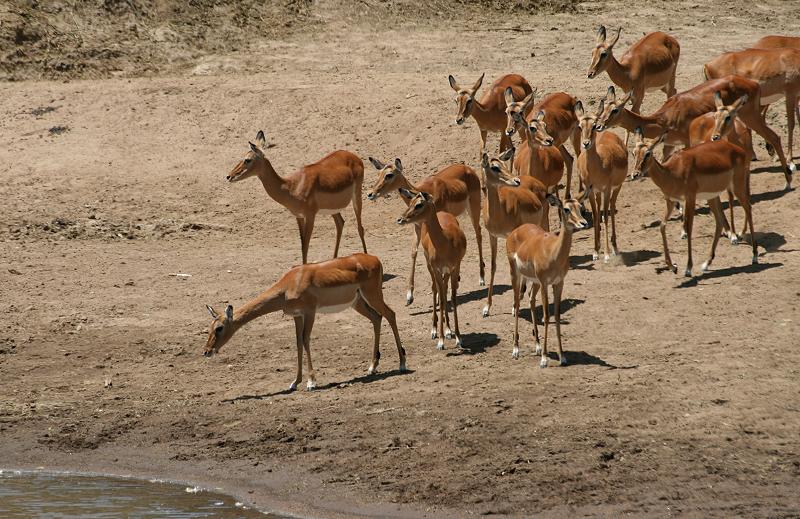 Wildlife am Mara Fluss