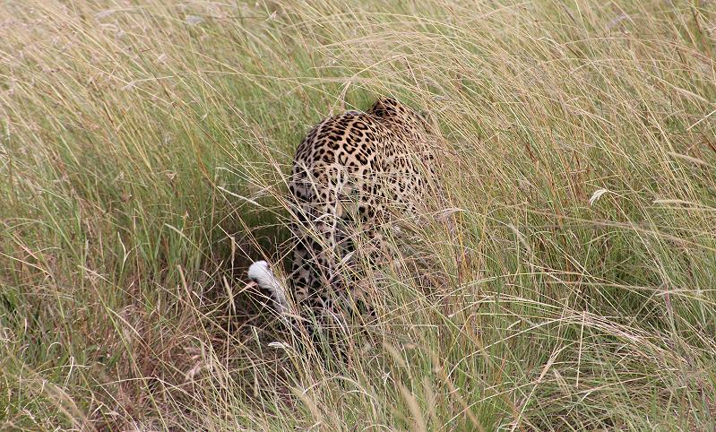 Leopard in der Transmara