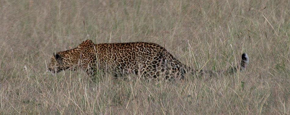 Leopard, Double Crossing - Masai Mara