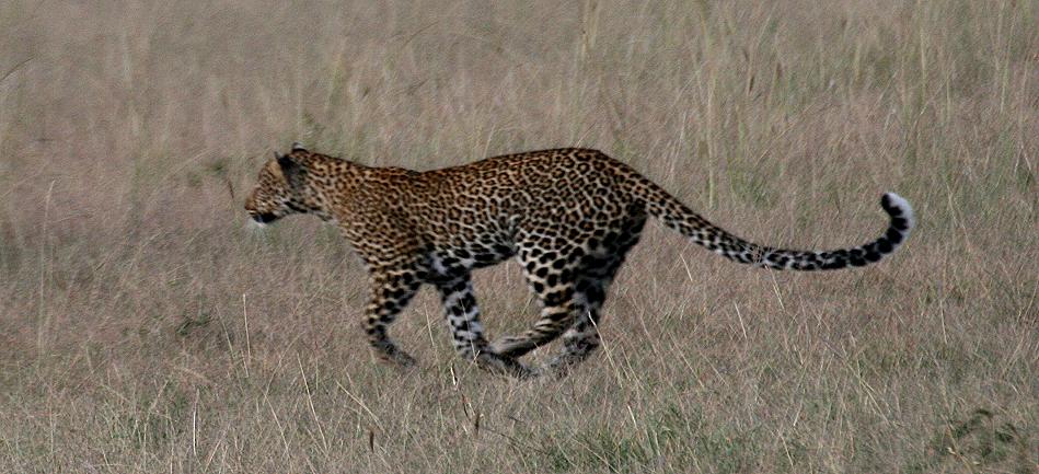 Leopard, Double Crossing - Masai Mara
