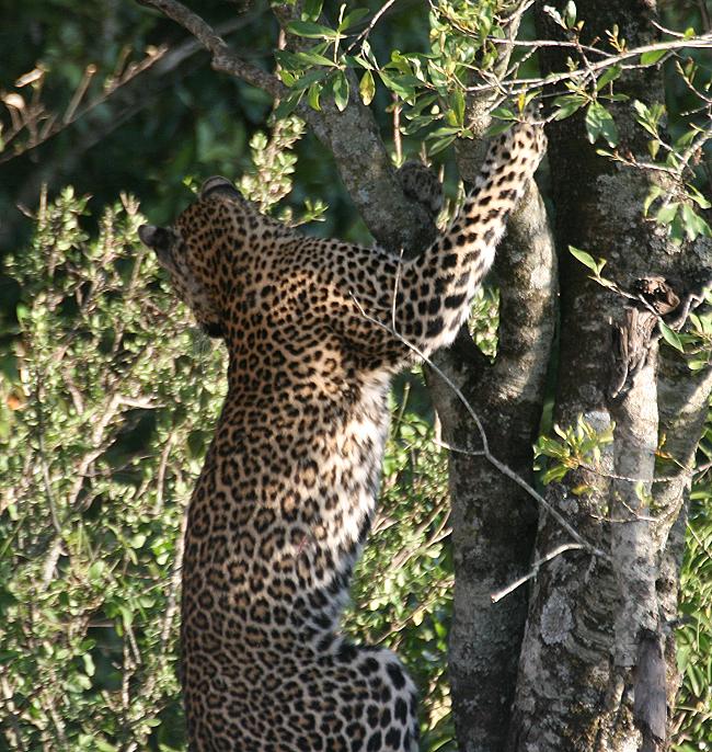 Leopard, Double Crossing - Masai Mara