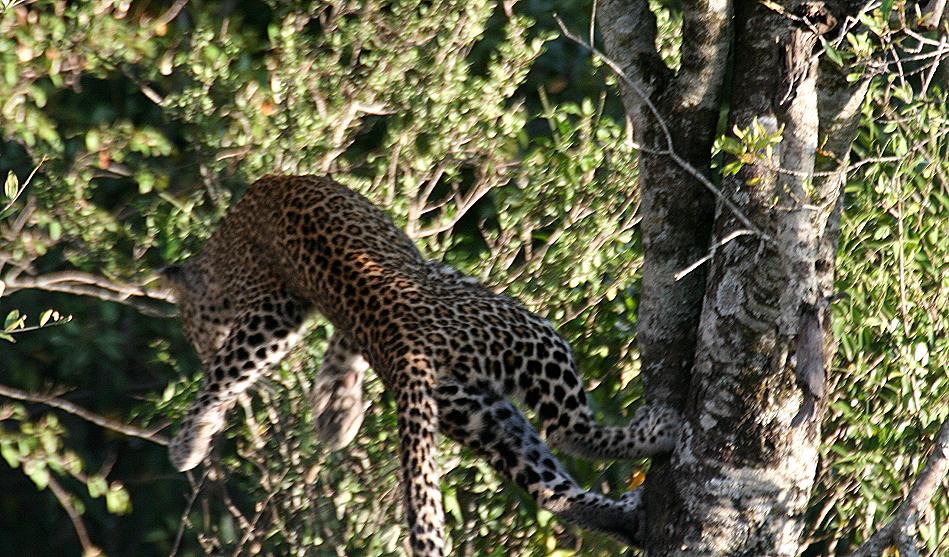 Leopard, Double Crossing - Masai Mara