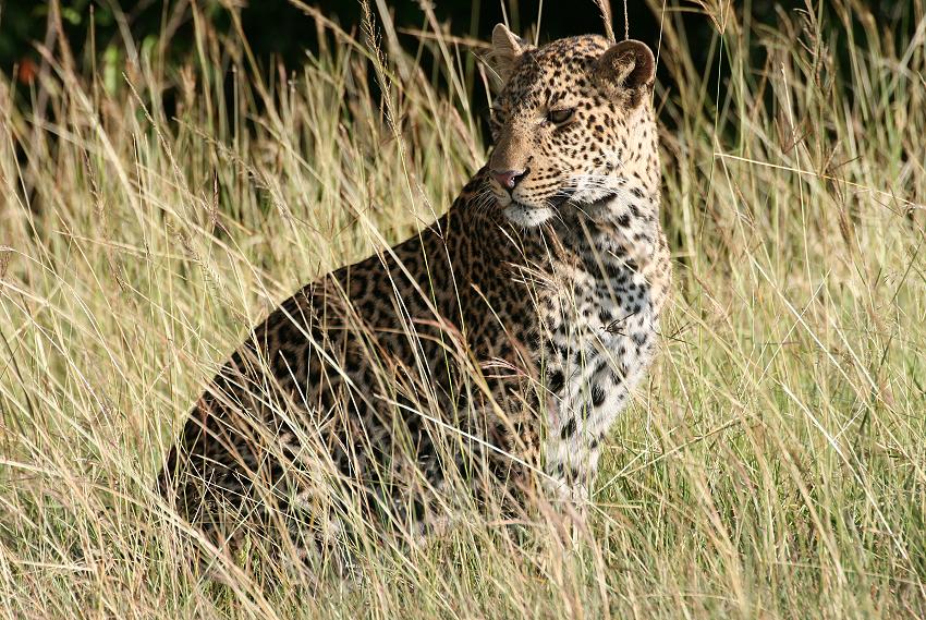 Leopard, Double Crossing - Masai Mara