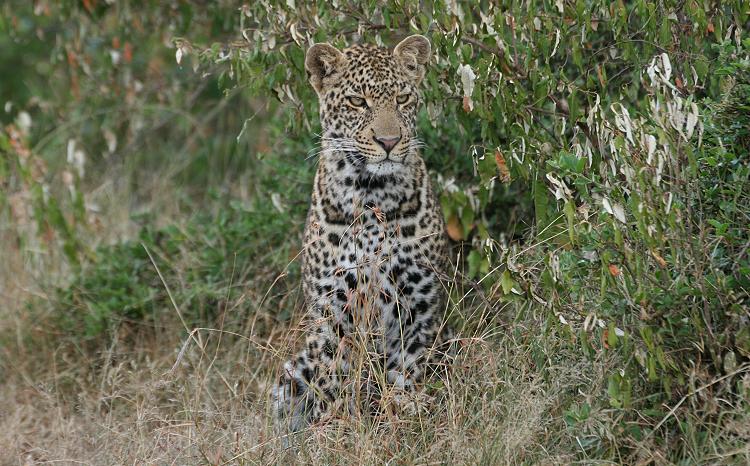 Leopard, Double Crossing