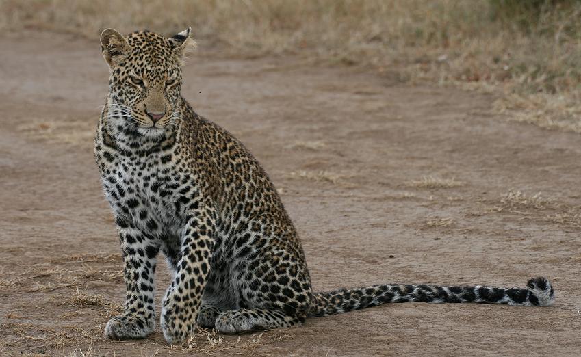 Leopard, Double Crossing