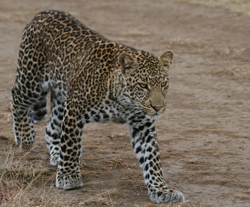 Leopard, Double Crossing