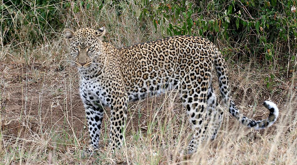 Leoparden, Mutter und Sohn - Masai Mara