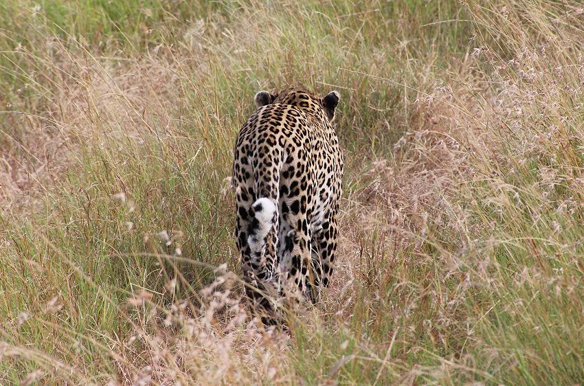 Leopard in der Transmara