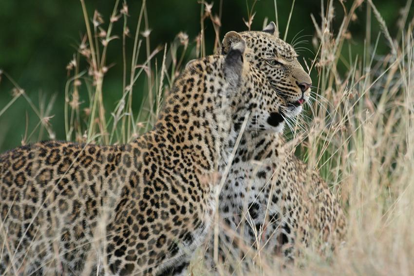 Leoparden, Mutter und Sohn - Masai Mara