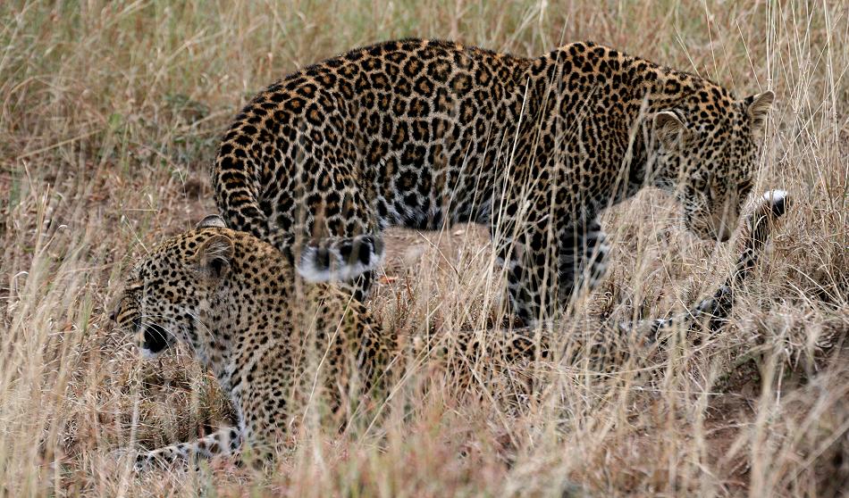 Leoparden, Mutter und Sohn - Masai Mara