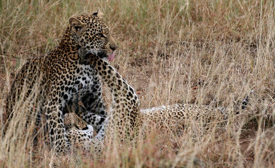 Leoparden, Mutter und Sohn - Masai Mara