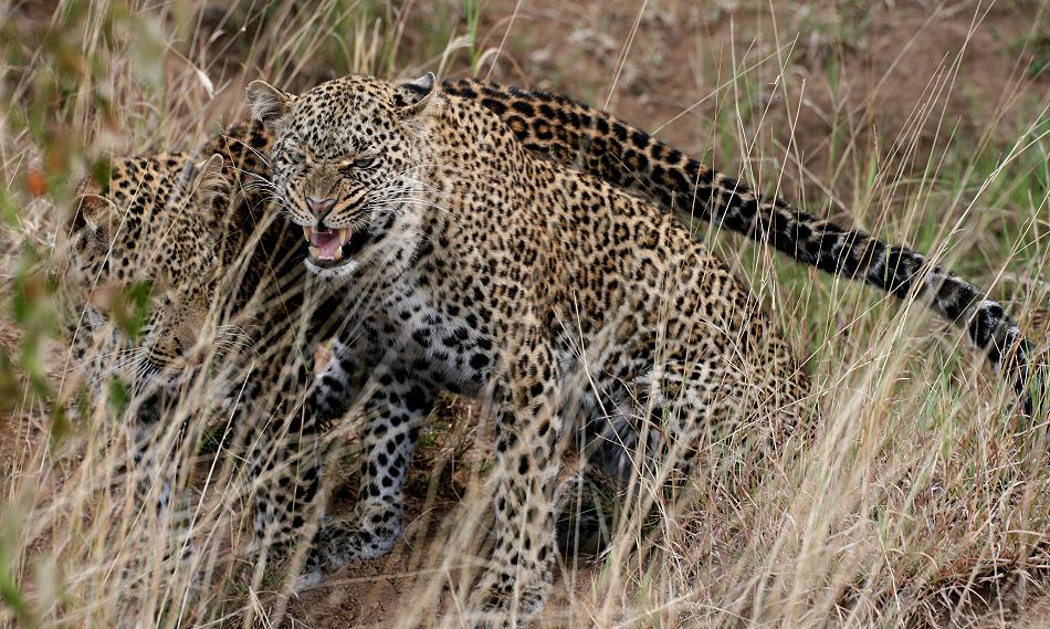 Leoparden, Mutter und Sohn - Masai Mara