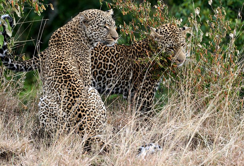 Leoparden, Mutter und Sohn - Masai Mara