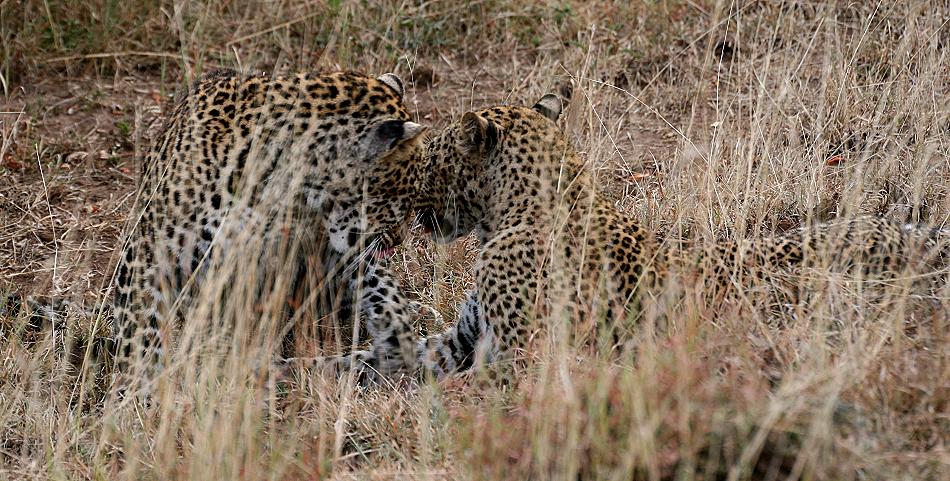 Leoparden, Mutter und Sohn - Masai Mara