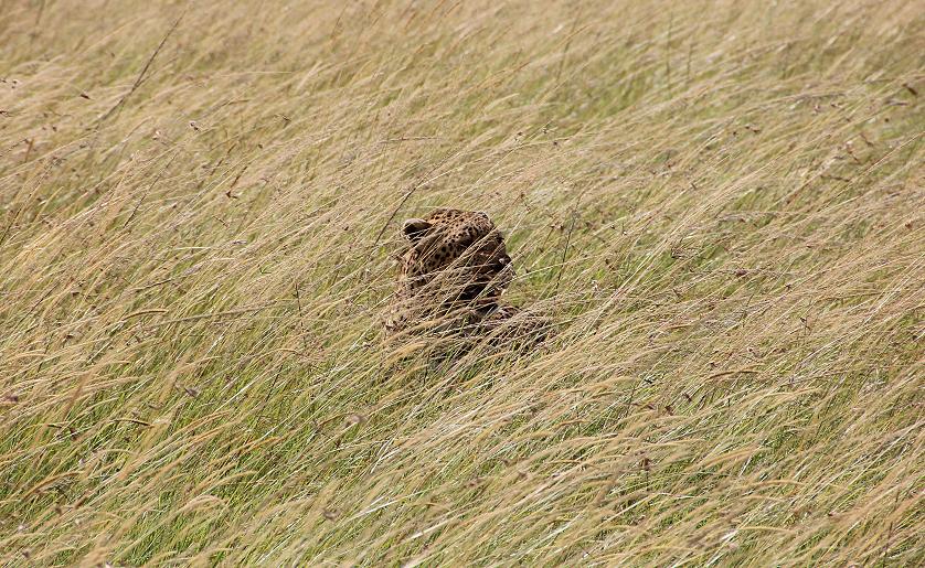 Leopard in der Transmara