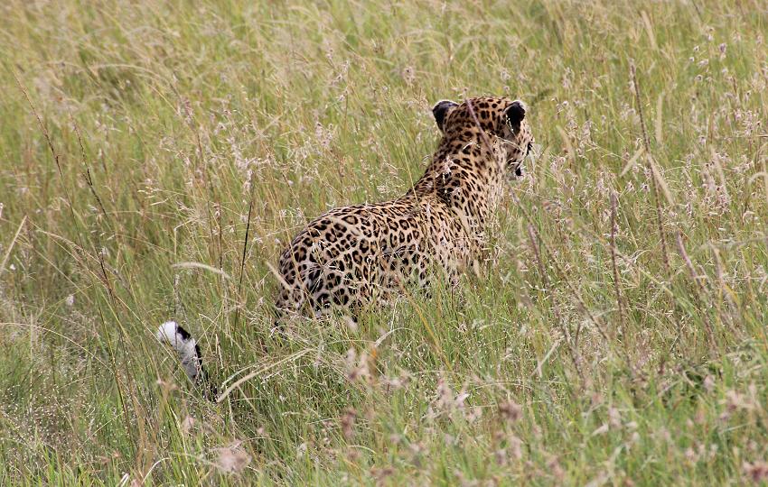 Leopard in der Transmara