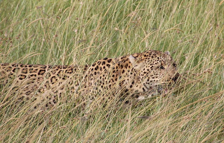 Leopard in der Transmara