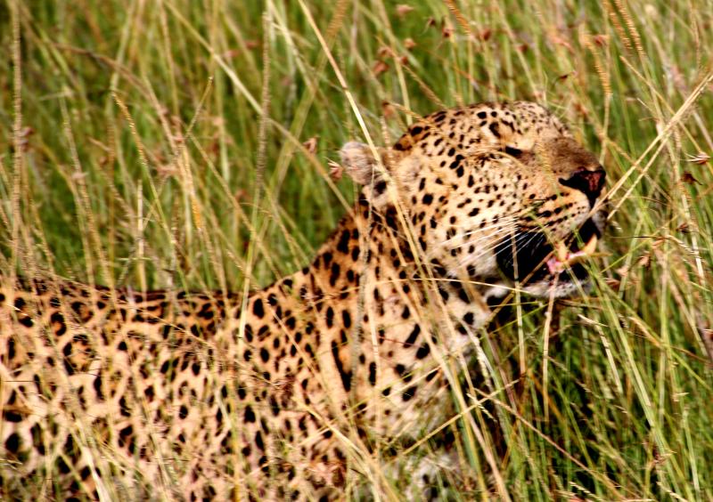 Leopard in der Transmara