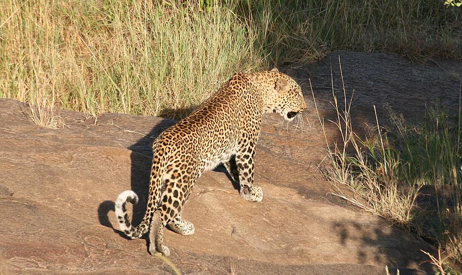 Leopraden Mutter