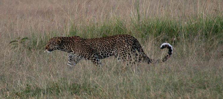 Leopard, Double Crossing - Masai Mara