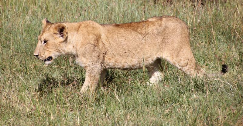 Löwen - Masai Mara