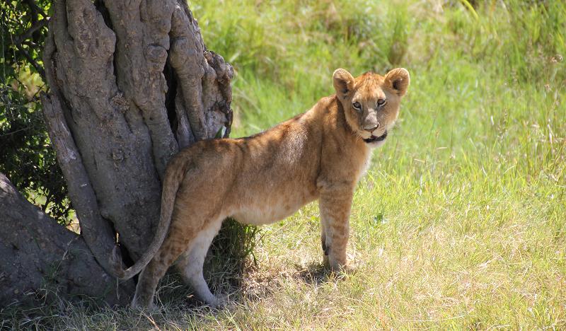 Löwen - Masai Mara