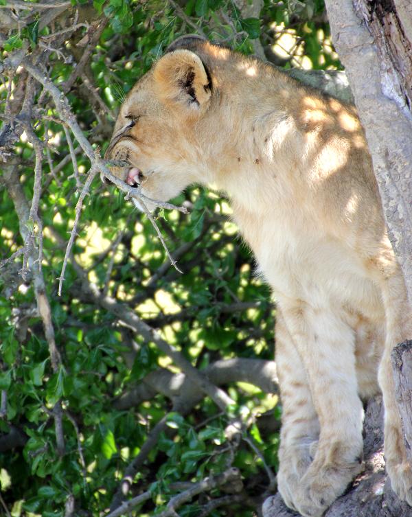 Löwen - Masai Mara