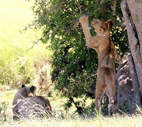 Löwen - Masai Mara