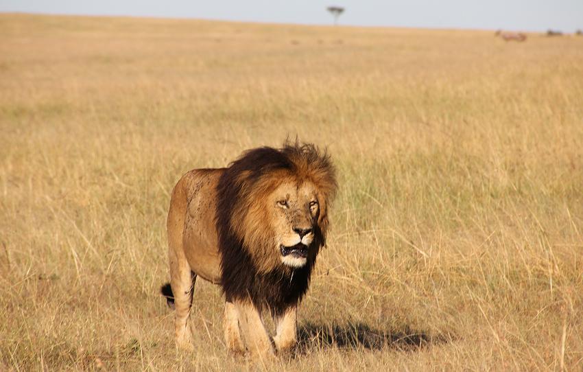 Löwe - Masai Mara