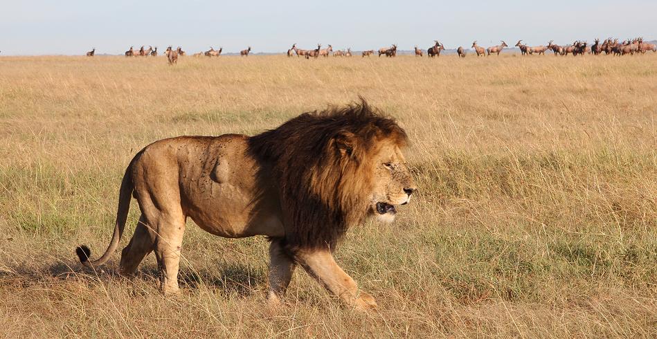 Löwe - Masai Mara