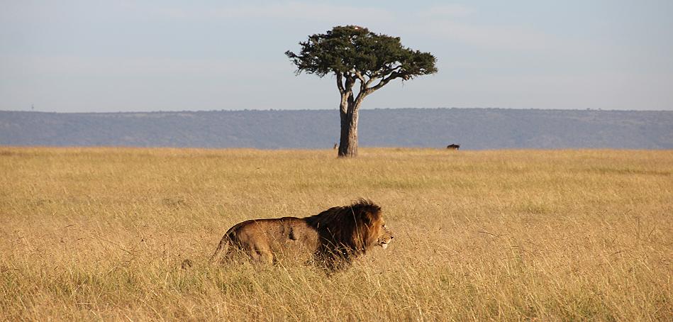 Löwe - Masai Mara