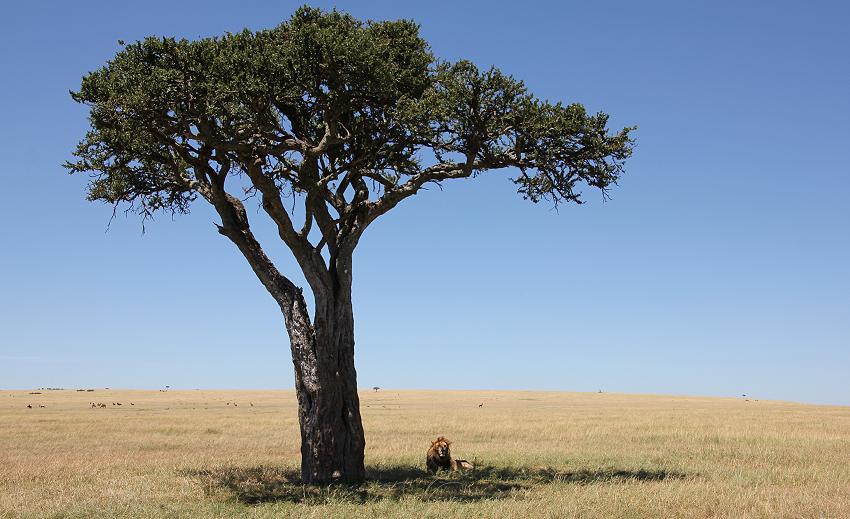Löwe - Masai Mara