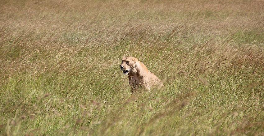 Löwen - Masai Mara