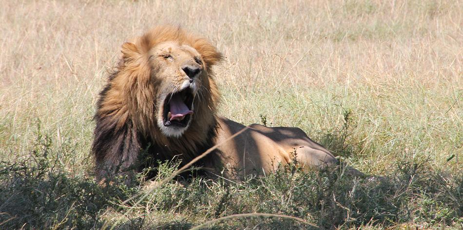 Löwe - Masai Mara