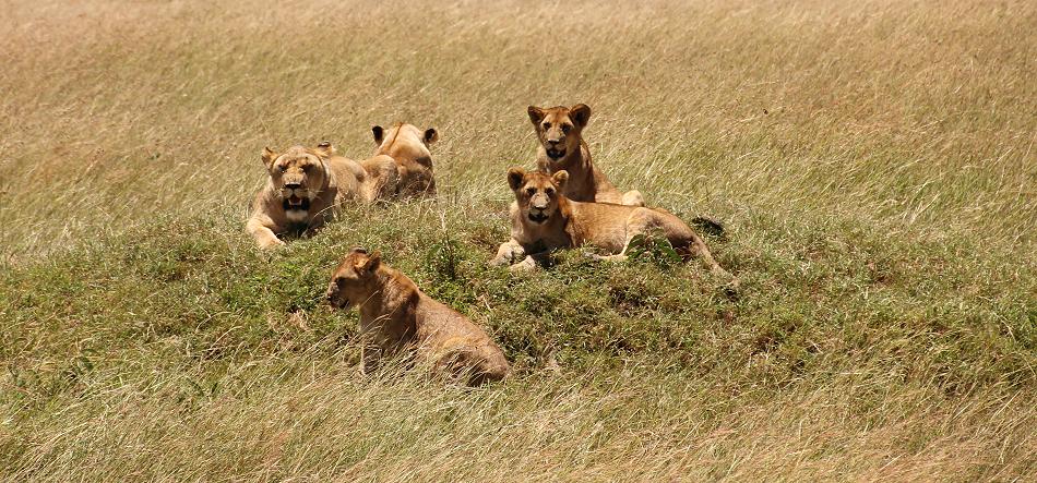 Löwen - Masai Mara