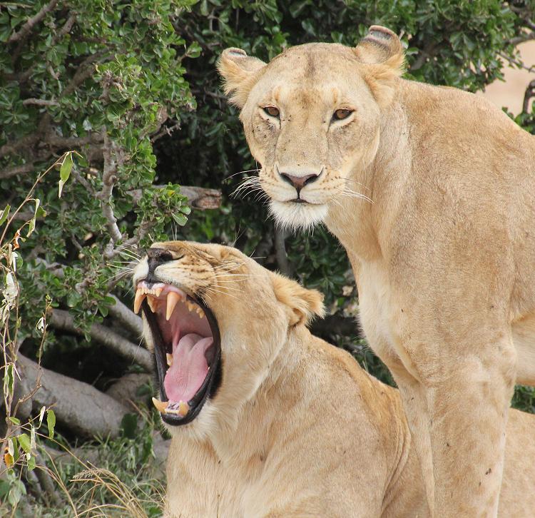 Löwen - Masai Mara