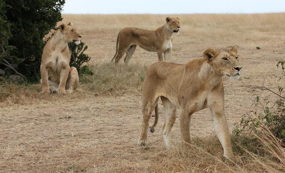 Löwen, Masai Mara
