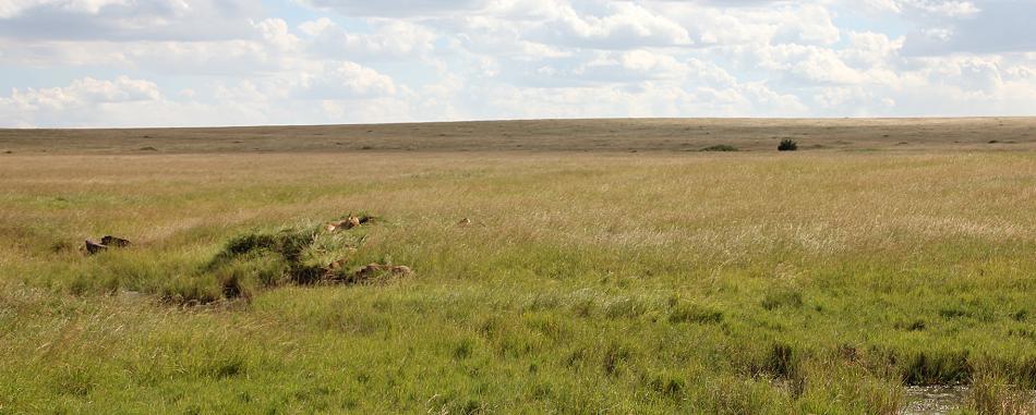 Löwen - Masai Mara