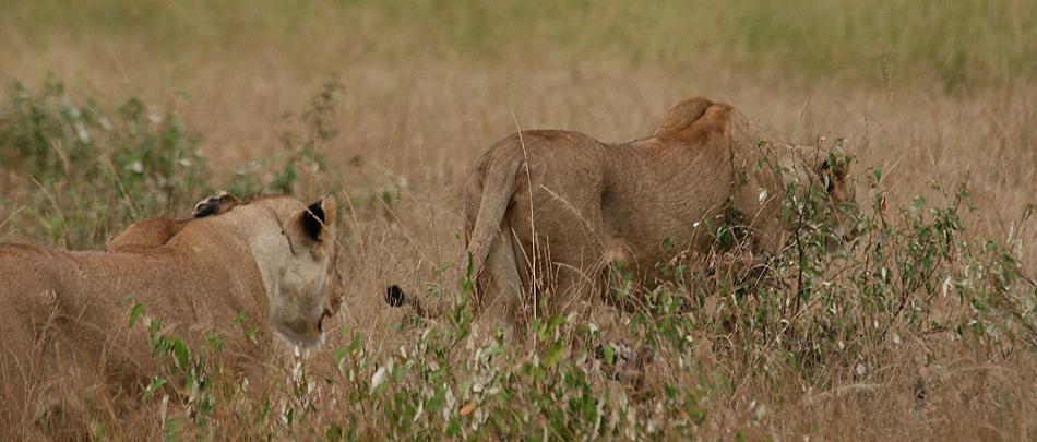 Löwen, Masai Mara