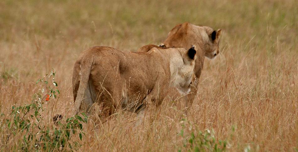 Löwen, Masai Mara