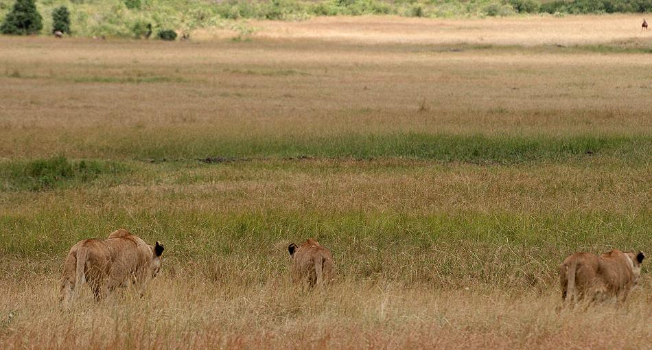 Löwen, Masai Mara