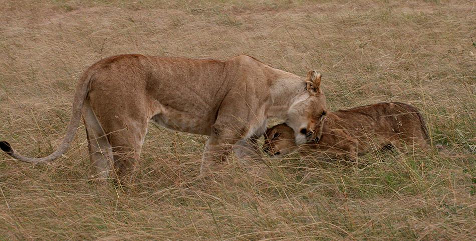 Löwen, Masai Mara
