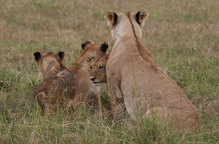 Löwen, Masai Mara