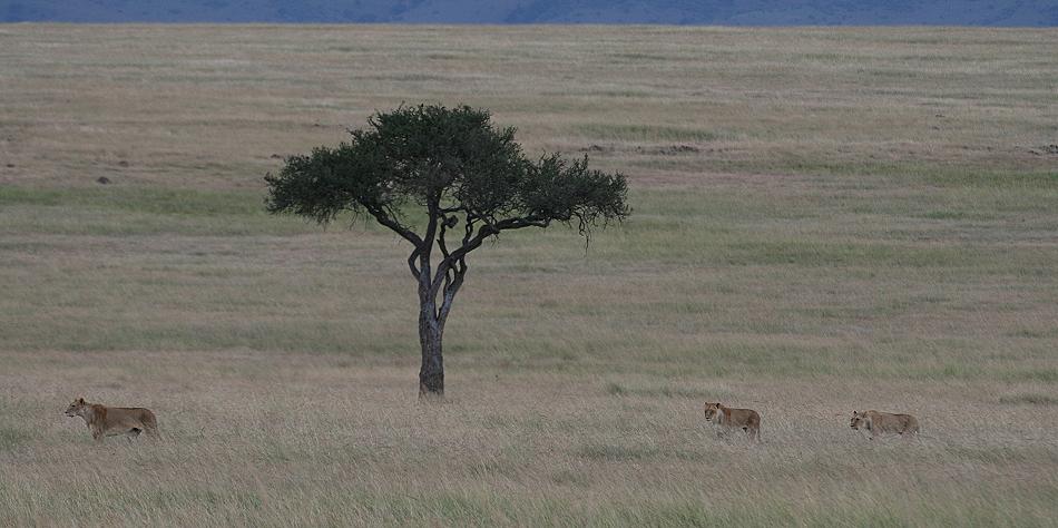 Löwen - Masai Mara