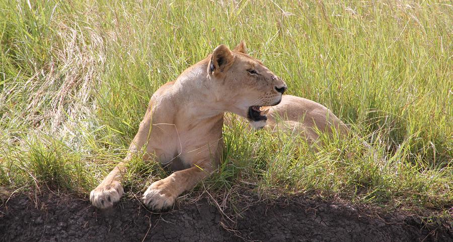 Löwen - Masai Mara