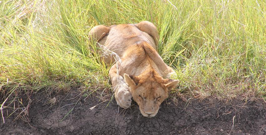 Löwen - Masai Mara