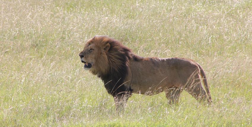 Löwen - Masai Mara