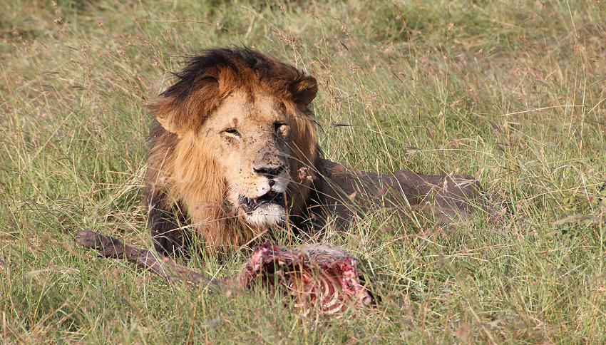 Löwen - Masai Mara