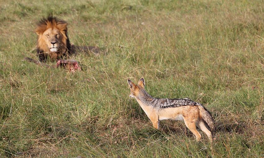 Löwen - Masai Mara