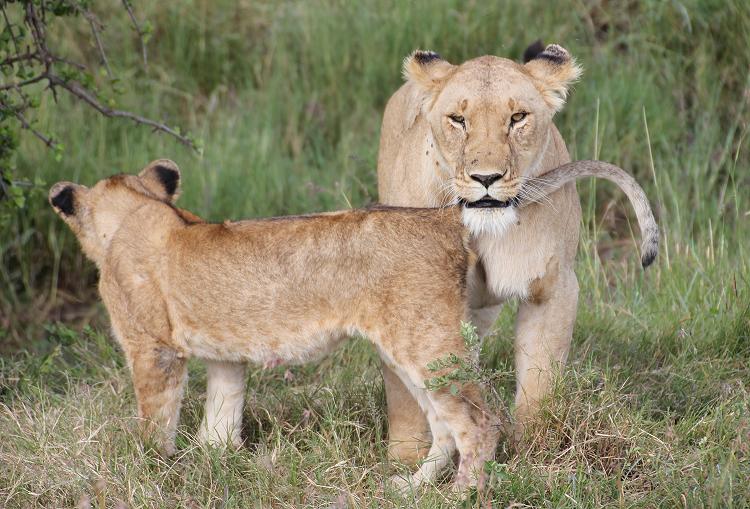 Löwen - Masai Mara